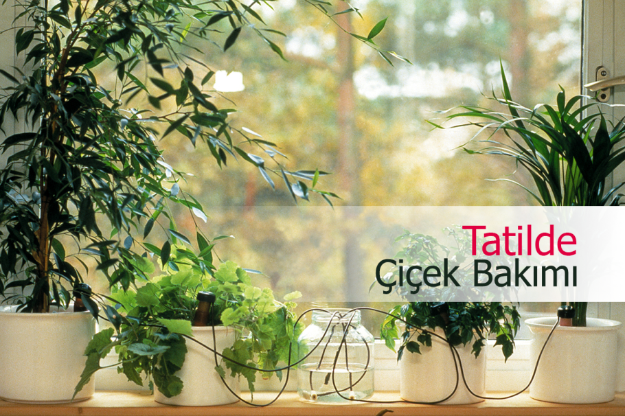 Хлорофитум хохлатый variegatum