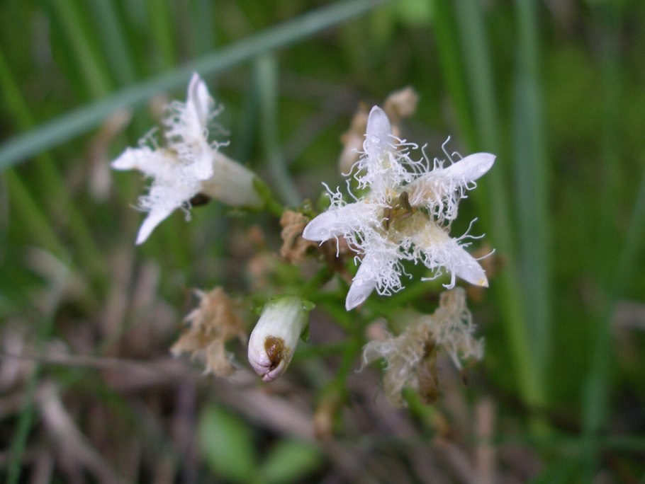 Вахта трехлистная (Menyanthes trifoliata)