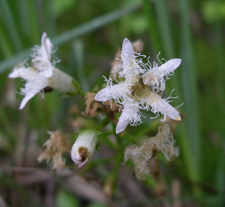 Вахта трёхлистная Menyanthus tripholiata