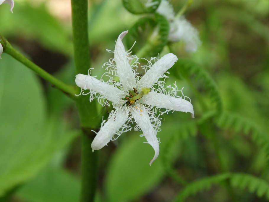 Вахта Menyanthes trifoliata