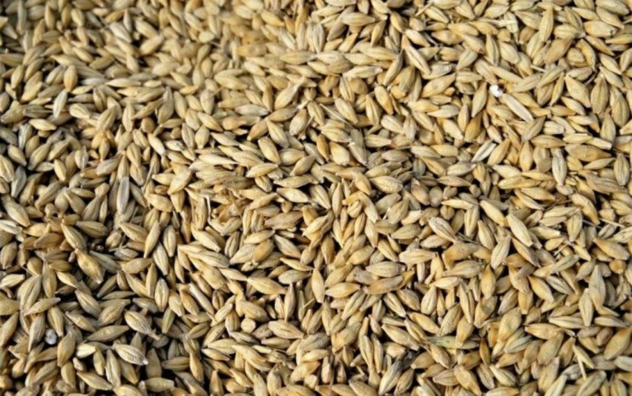 Злак ячменя и овса и пшеница