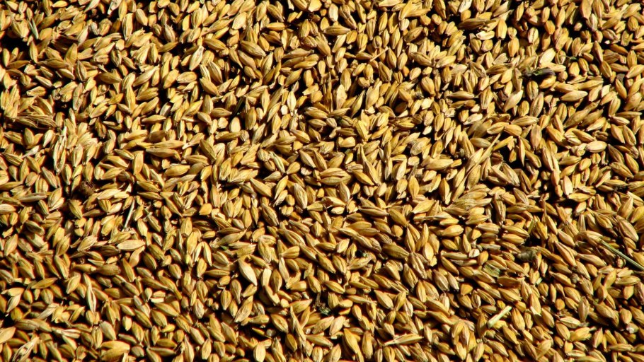 Колос ячменя