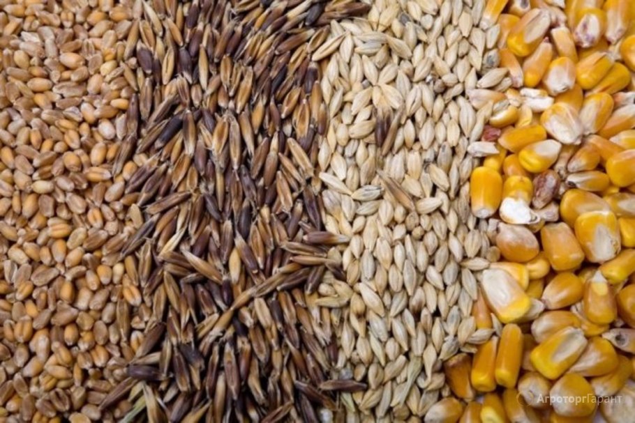 Пшеница рожь ячмень овес