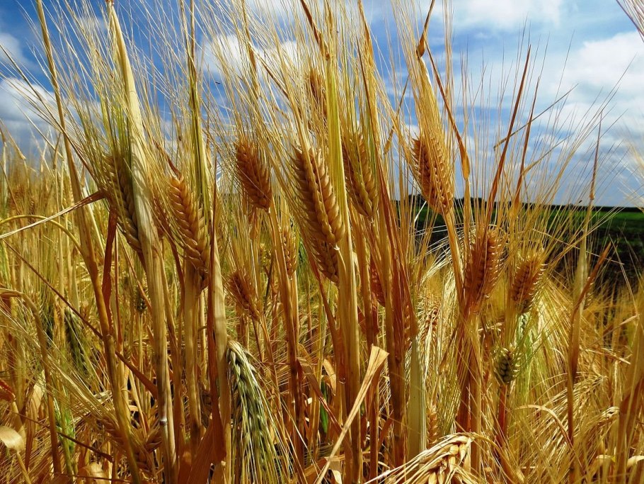 Родина пшеницы