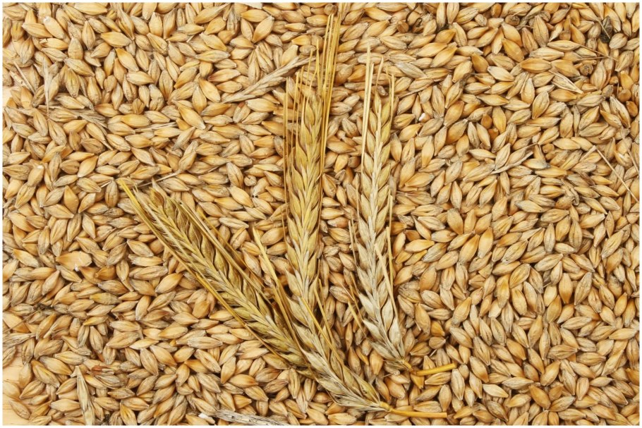 Зерновка ячменя