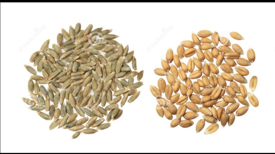 Арпа ячмень