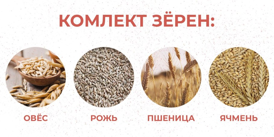 Пшеница ячмень овес