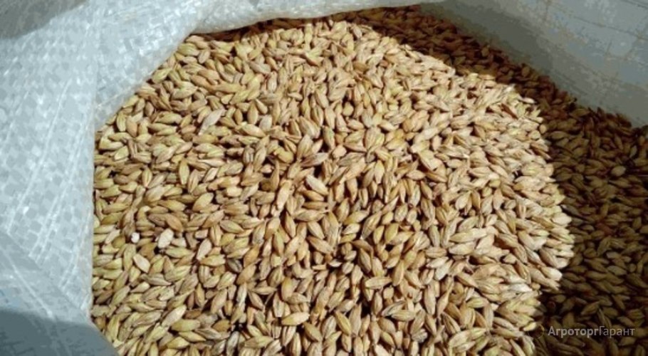 Витамины в зерне пшеницы