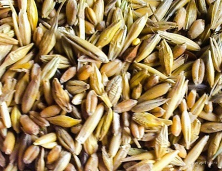 Арабское зерно