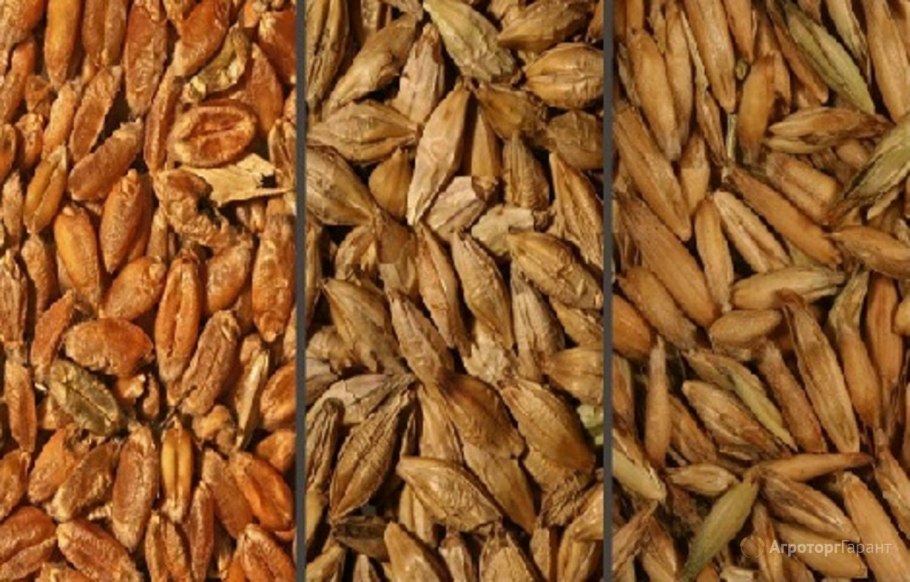 Зерно кукуруза пшеница ячмень