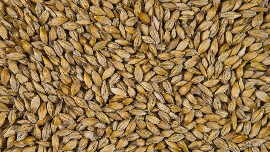 Основные зерновые культуры