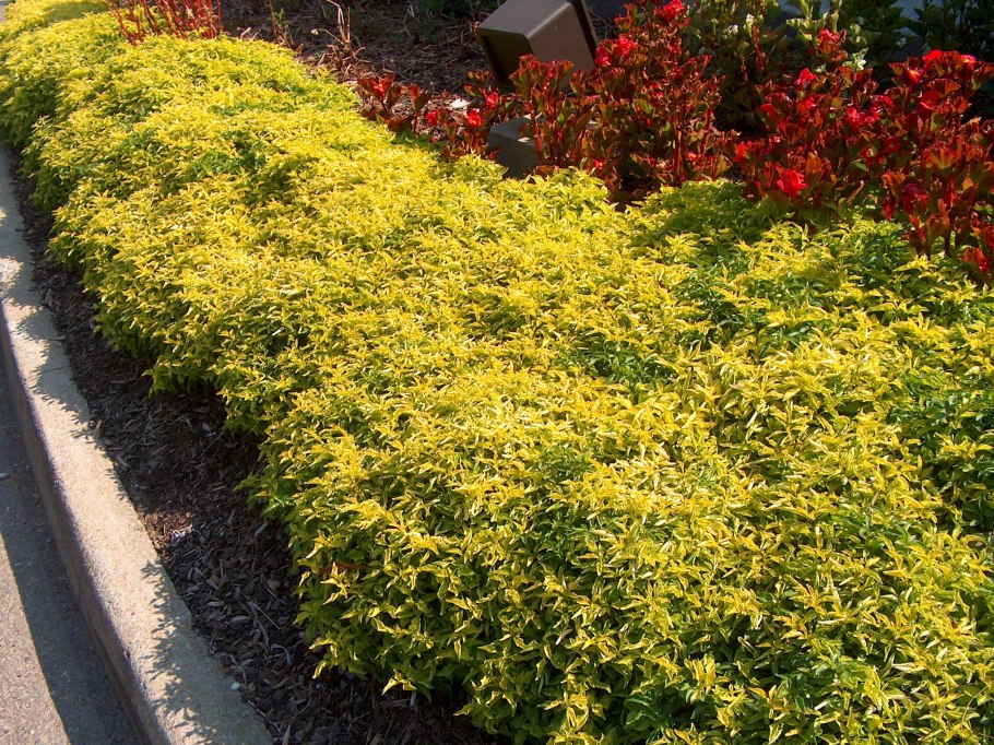 Людвигия уругвайская