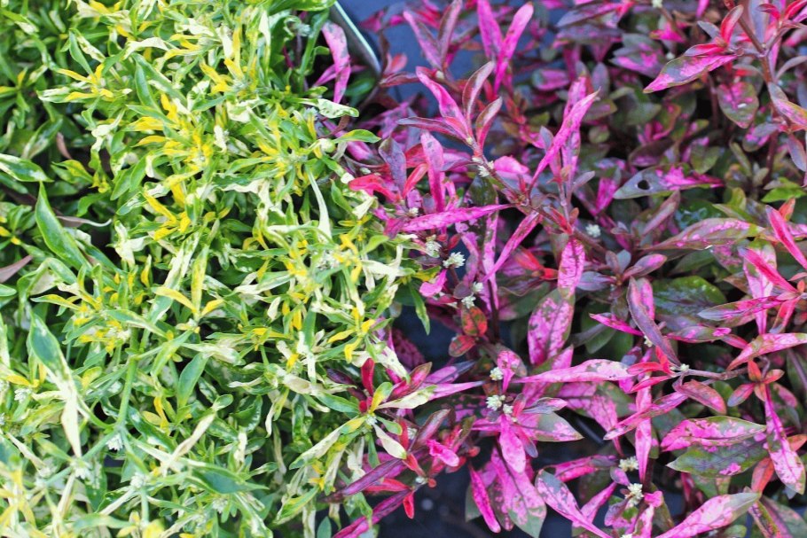 Alternanthera Green Yellow