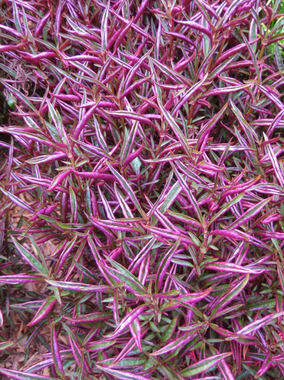 Альтернантера Ауреа