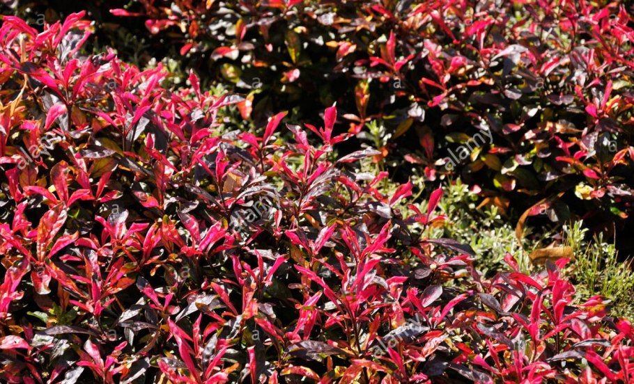 Альтернантера Рейнека розовая