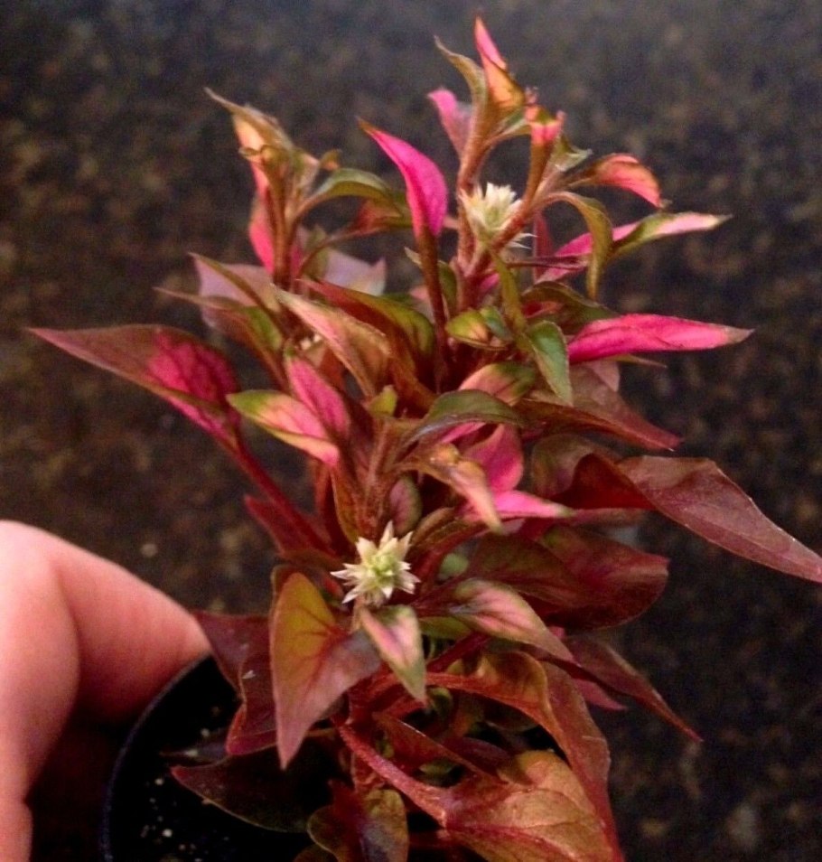 Людвигия перуенсис Алмаз