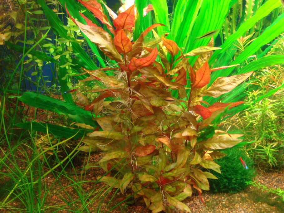 Альтернантера Бетзика красная