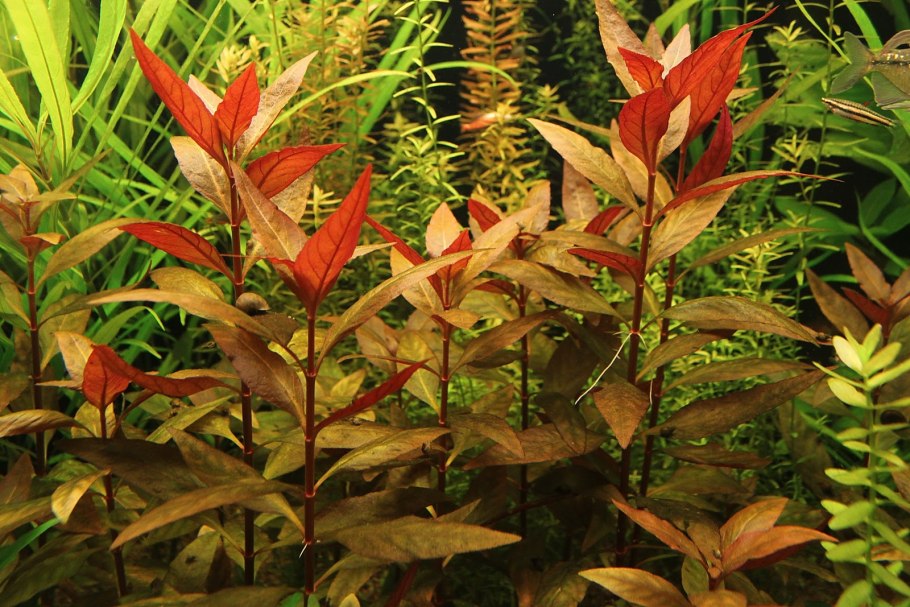 Альтернантера бетзикиана