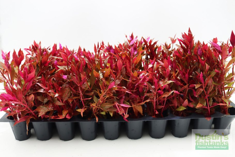 Alternanthera bettzickiana Red