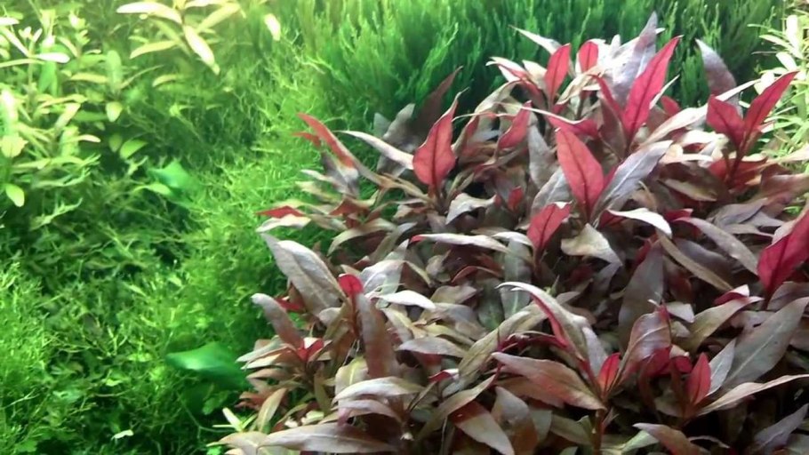 Людвигия Репенс Рубин