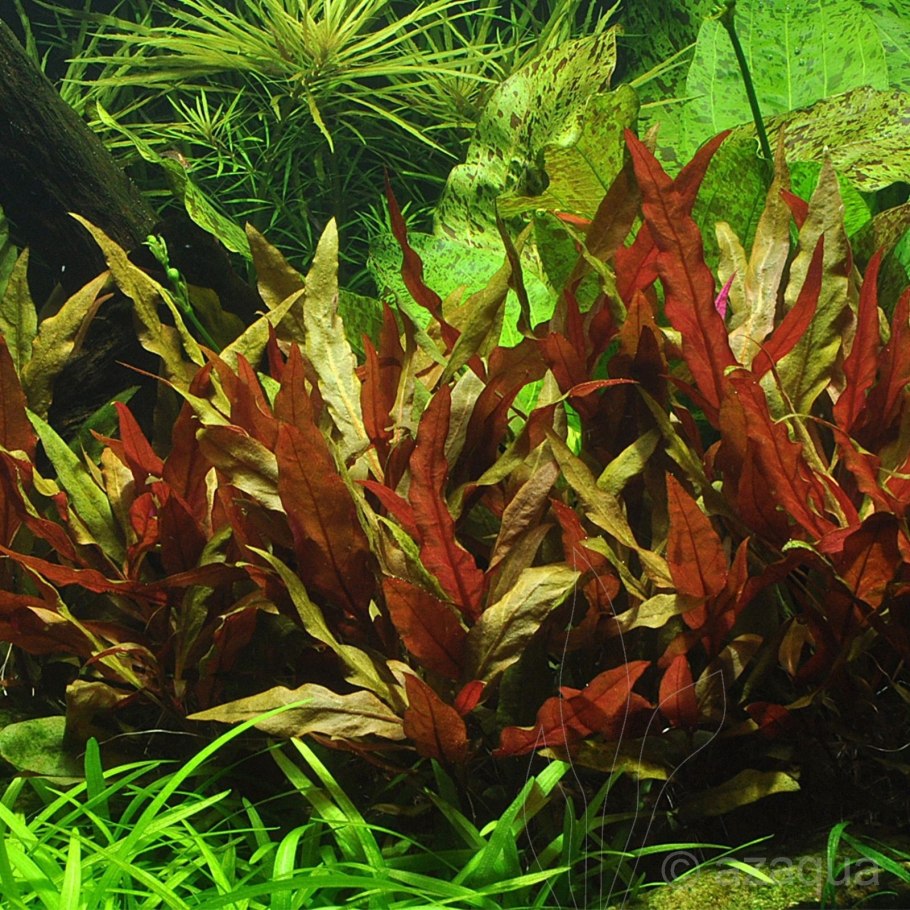 Alternanthera ficoidea