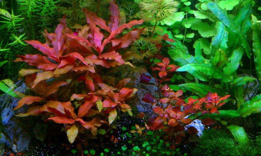 Alternanthera bettzickiana