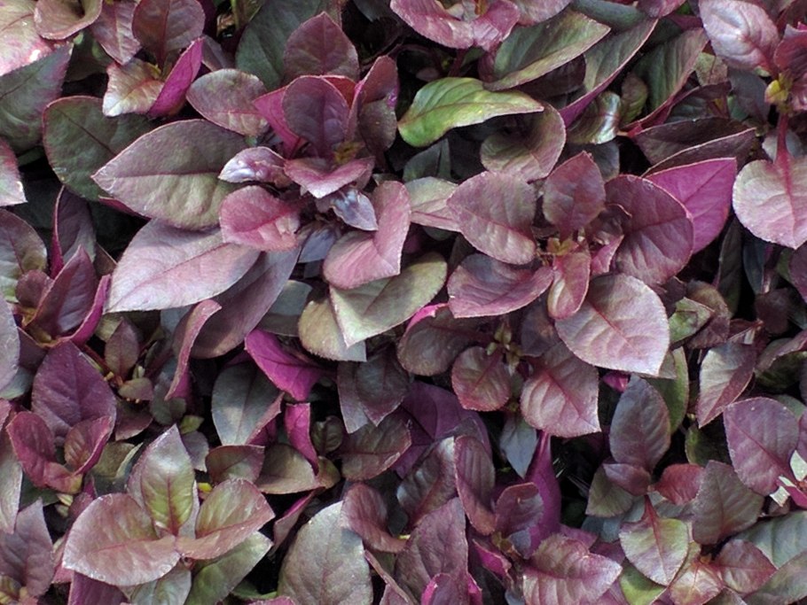 Alternanthera bettzickiana Red