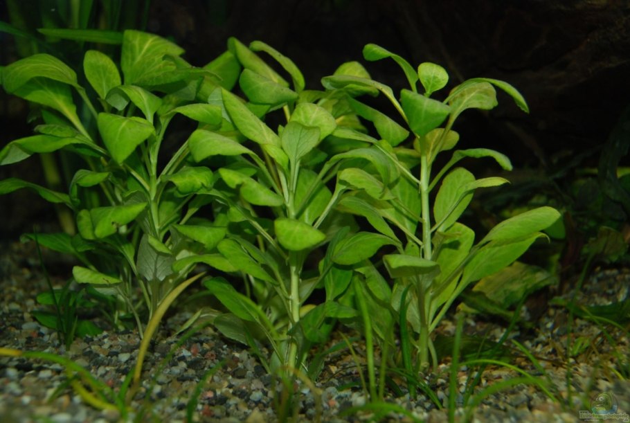 Альтернантера Бетзика