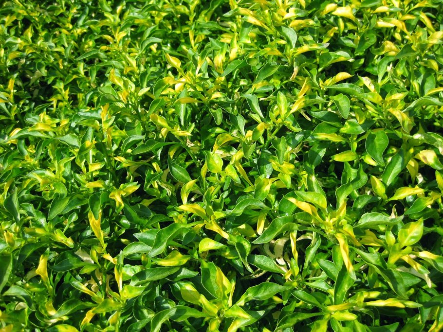 Альтернантера бетзикиана