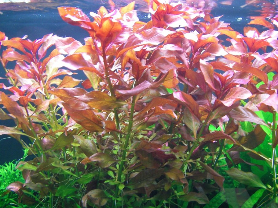 Альтернантера Ariba Red Green