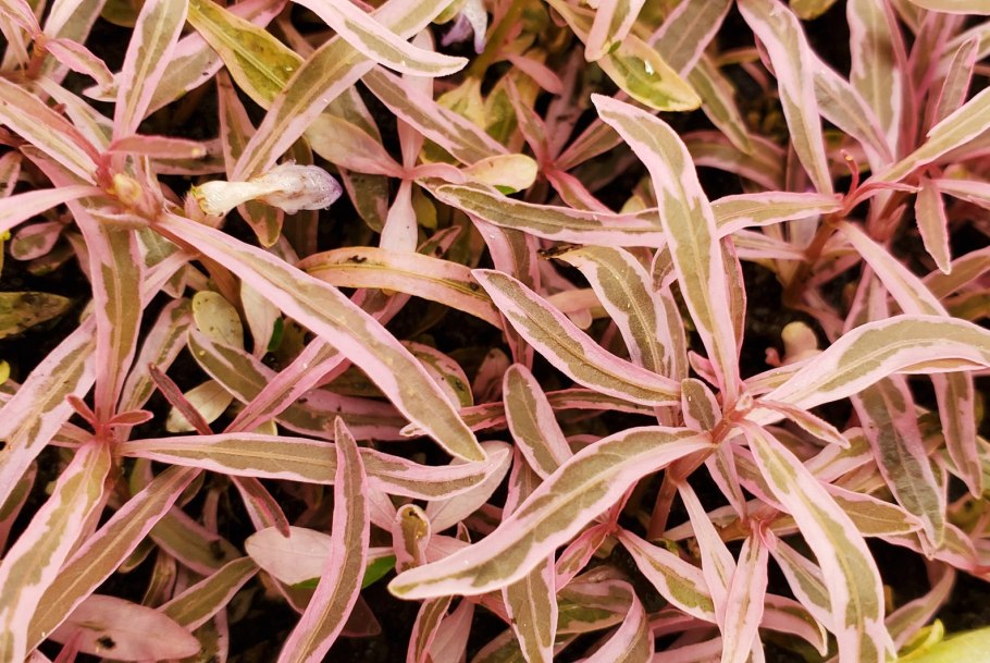 Альтернантера кардинальская