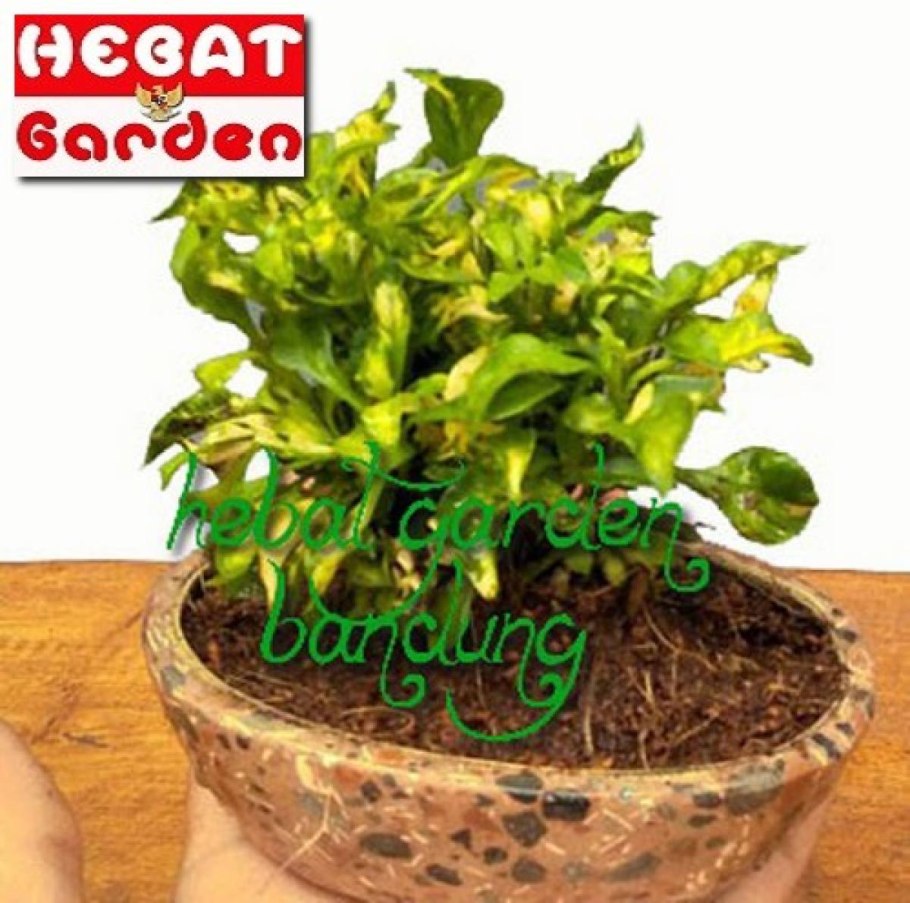 Альтернантера сплендида