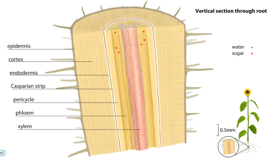Xylem and phloem