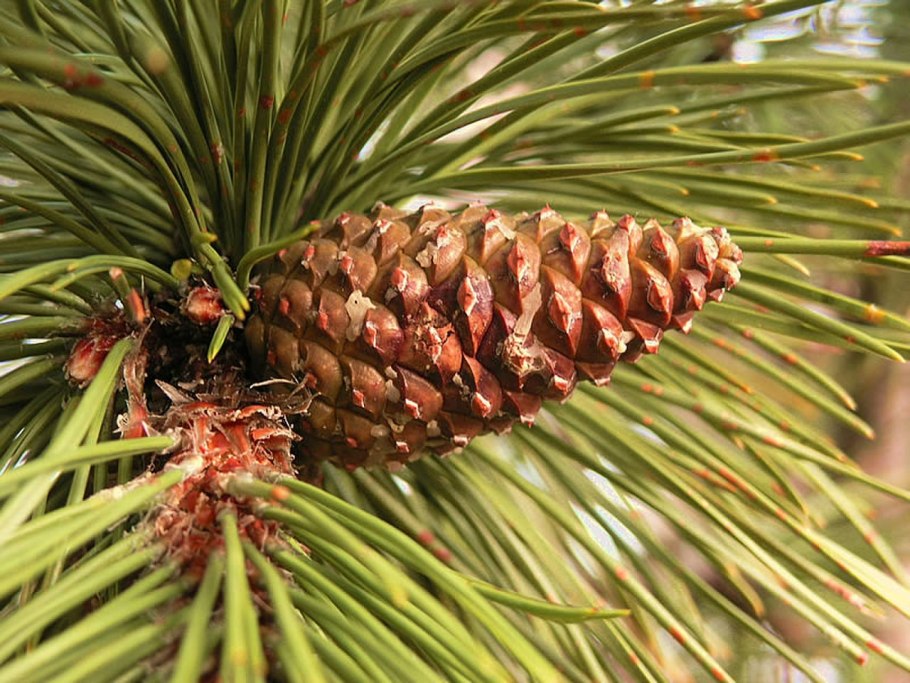 Pinus nigra Rondello