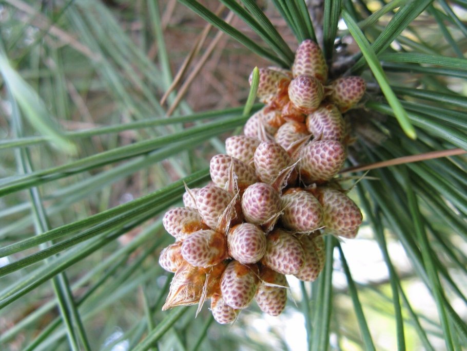 Pinus Montana шишки