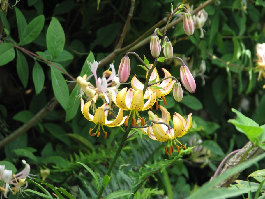 Лилия мартагон Гвинея Голд