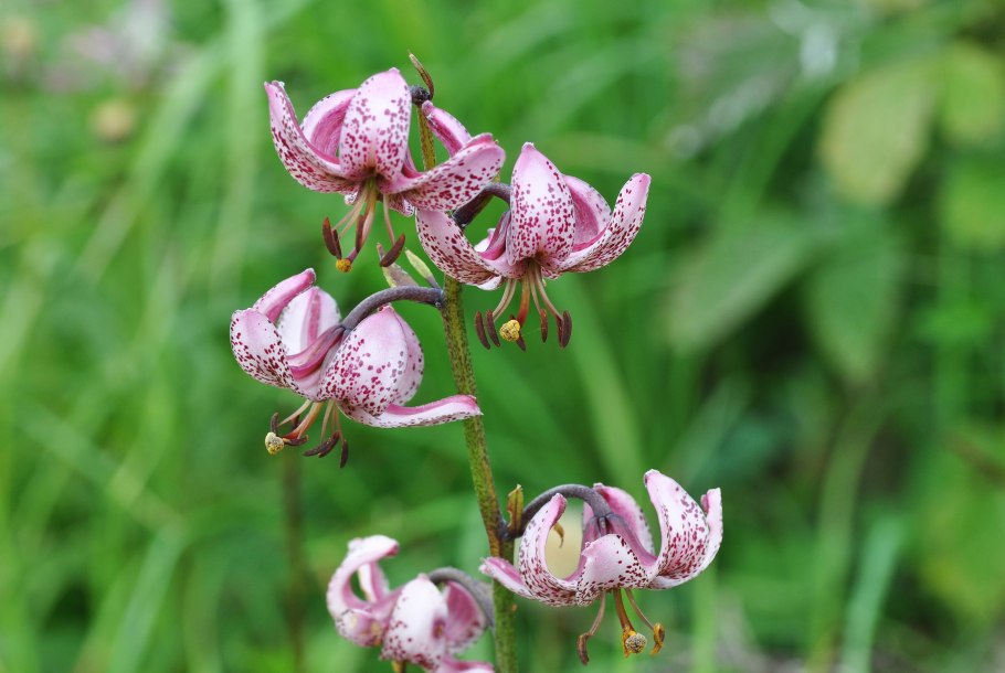 Lilium martagon