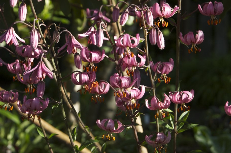 Лилия Сноу морнинг