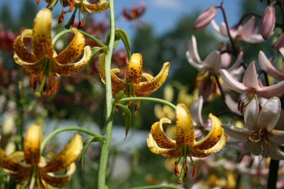 Мартагон сорт Аэлита