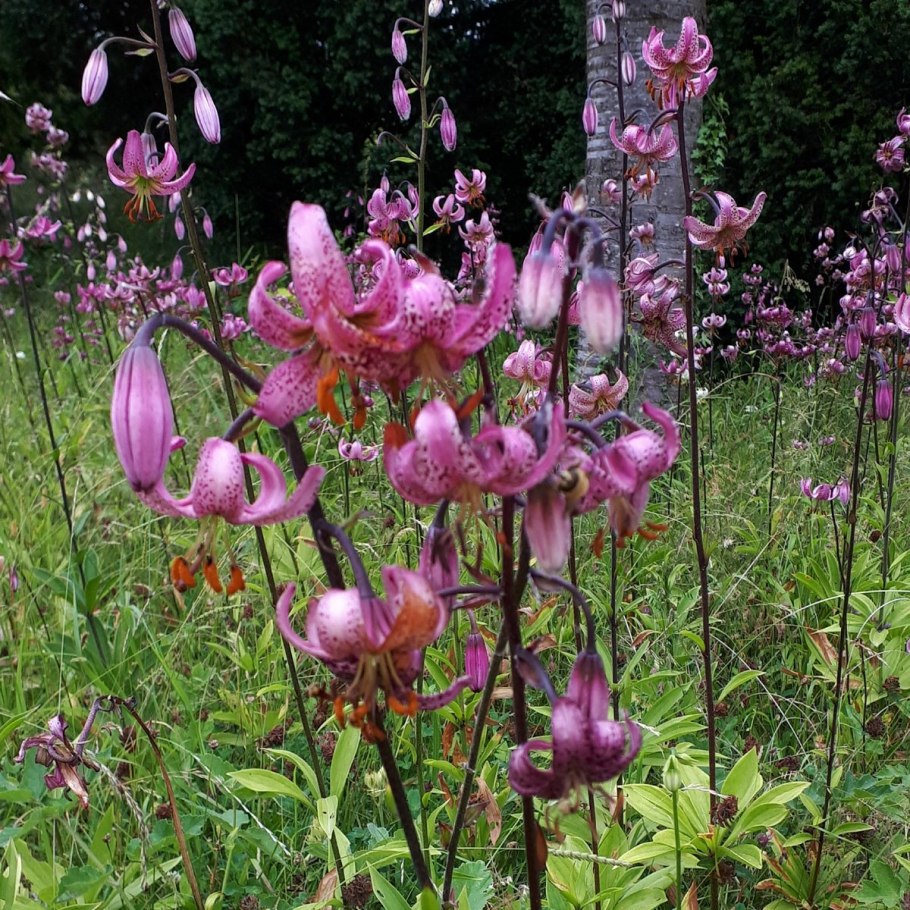 Lilium martagon