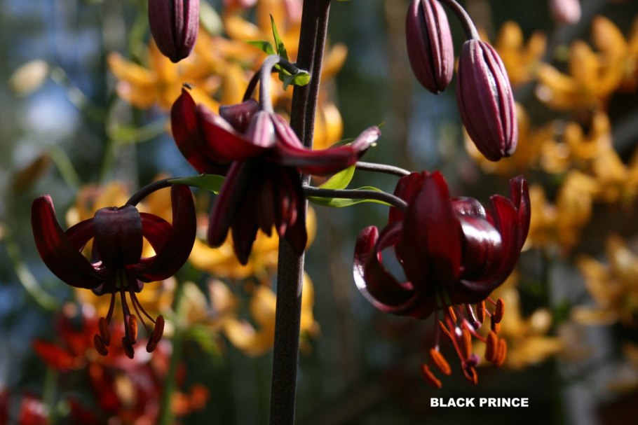 Мартагон Гвинея Голд