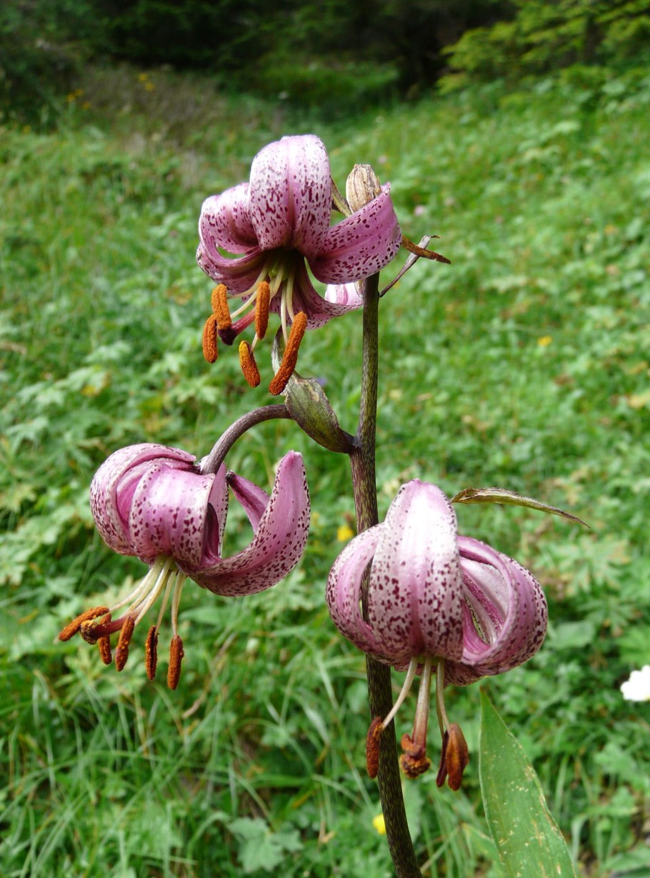 Лилия мартагон Альбифлорум