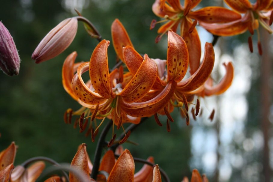 Лилия мартагон «Bronze Medallion»