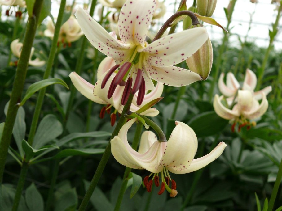 Лилия Голден морнинг