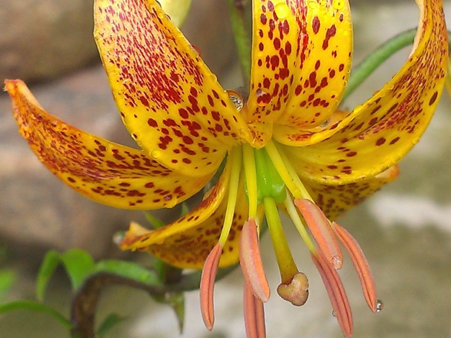 Манитоба морнинг мартагон