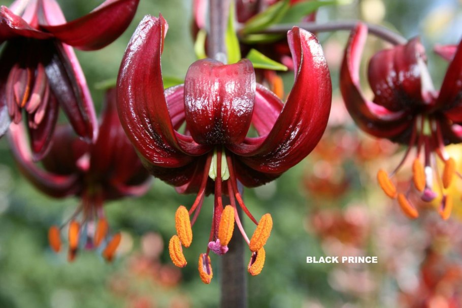 Мартагоны выносливые сорта