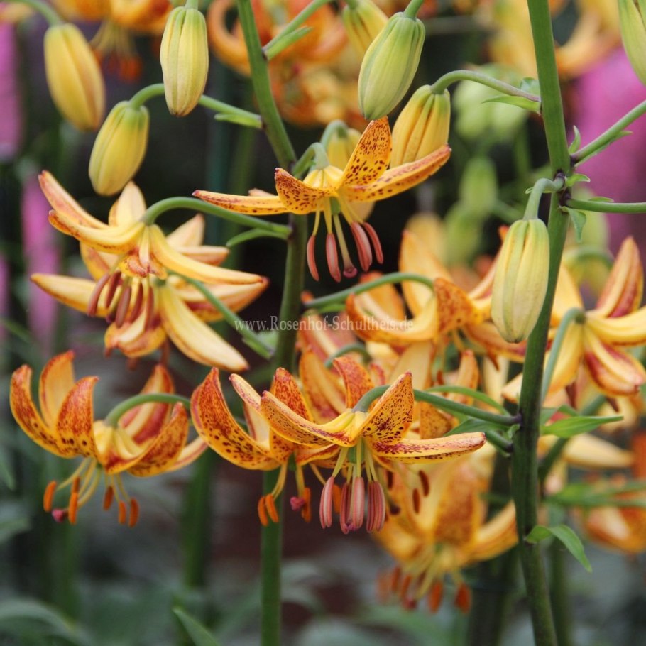 Мартагон Claude Shride