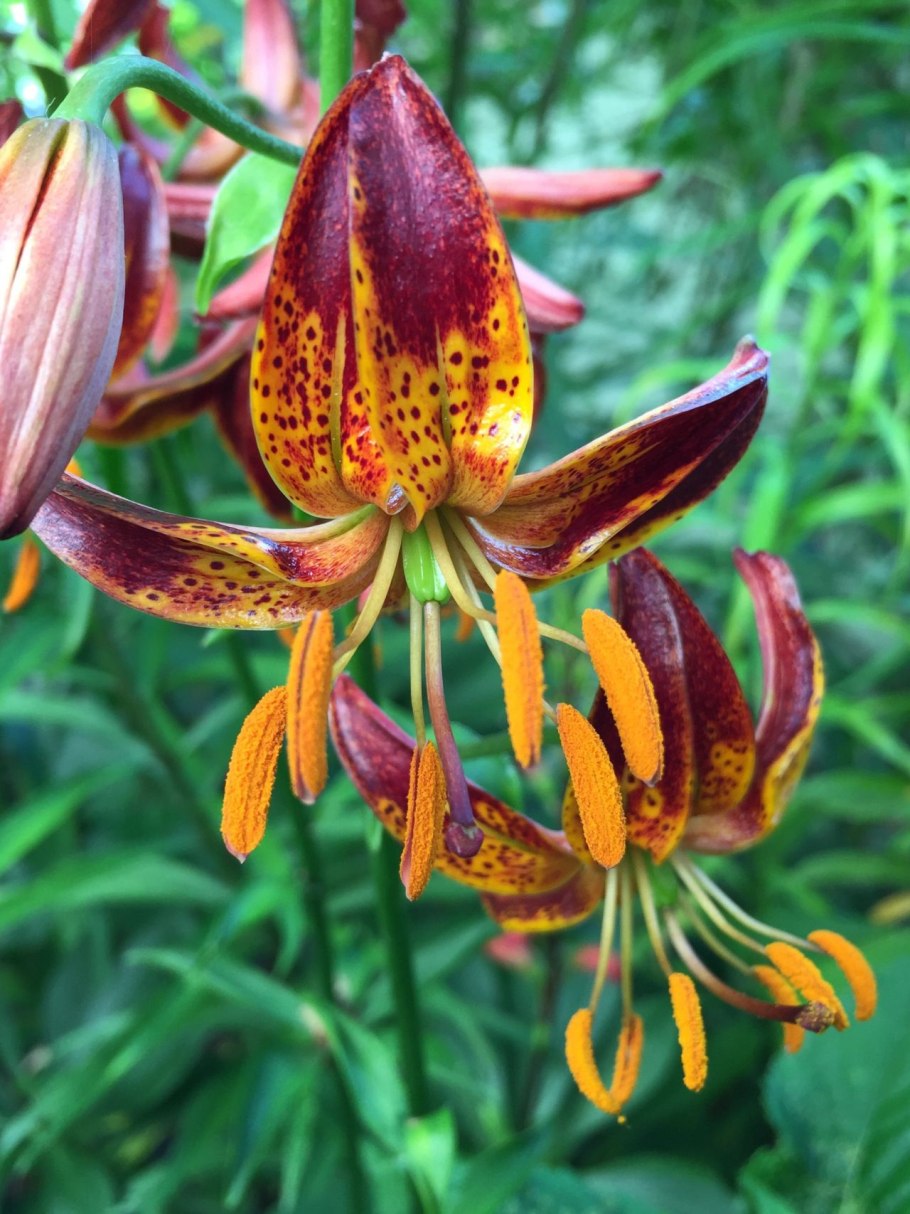 Лилия мартагон Розалинда