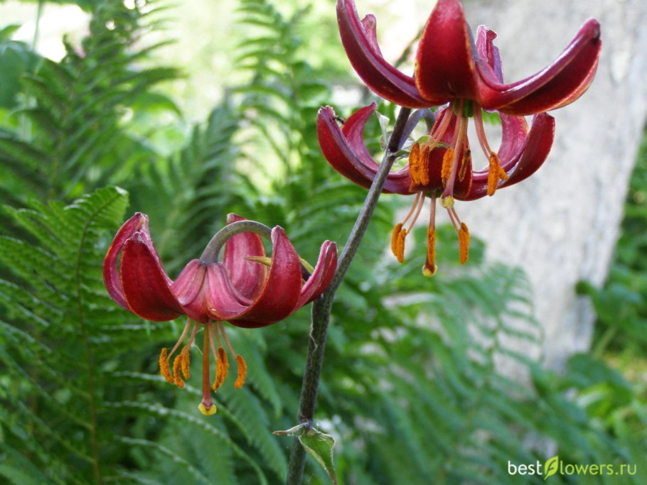 Лилия Манитоба Монинг