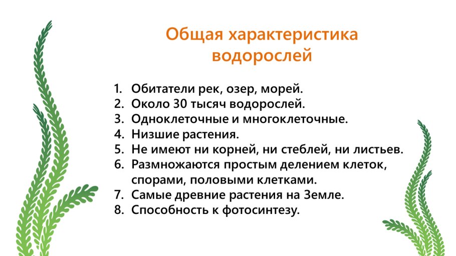 Спорофит ламинарии схема